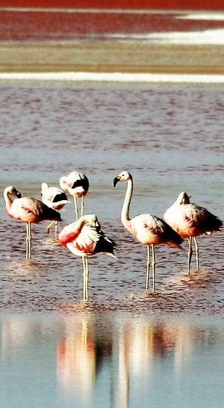FlamingoBalans