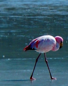 FlamingoBibber_moeilijk