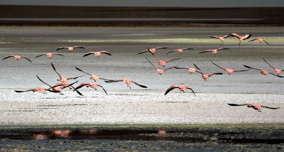 FlamingosWegvliegen_bevrijding