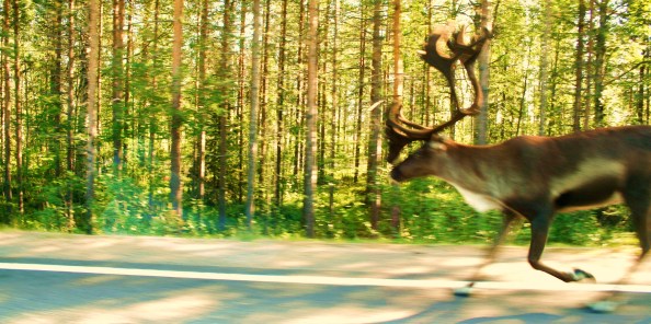 Lapland2009_rendier
